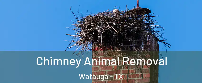  Chimney Animal Removal Watauga - TX