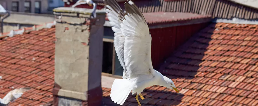 Residential Chimney Animal Removal Solution in Watauga, TX